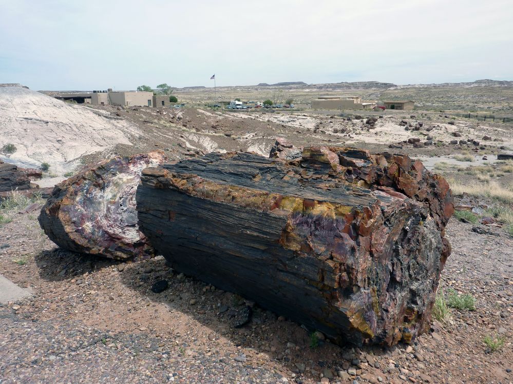 Giant logs FP (15).JPG